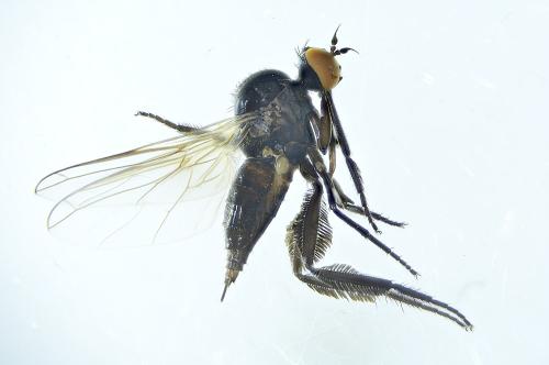 Empis albinervis